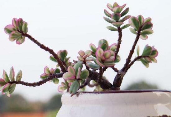 雅樂之舞的用途，盤點(diǎn)最實(shí)用四種價(jià)值