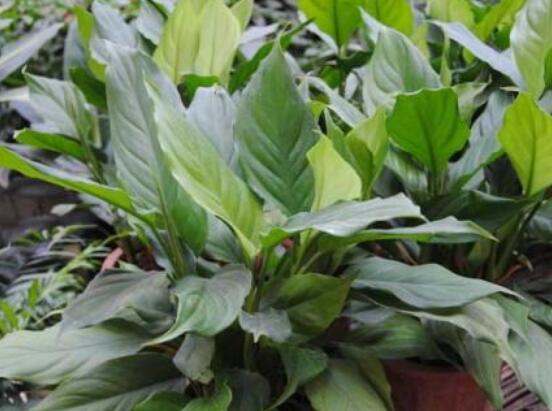 一帆風(fēng)順蔫了怎么補救，四種原因以及補救辦法