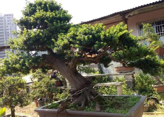 羅漢松果的功效與作用，羅漢松果的五大作用