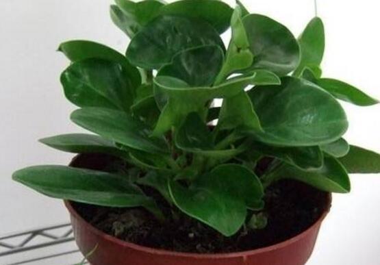 花卉小家碧玉怎么養(yǎng)，老農(nóng)總結(jié)八大基本方法