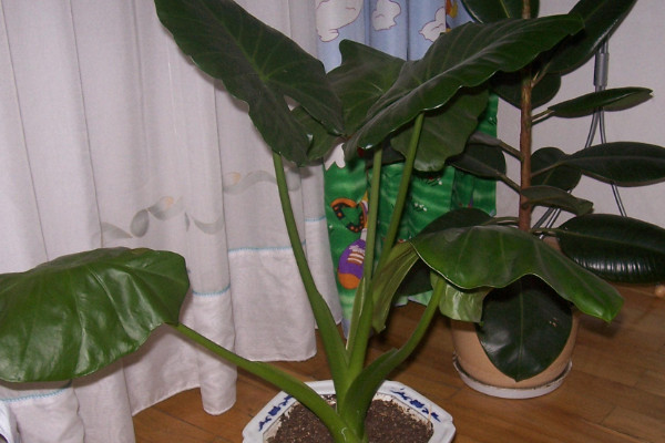 滴水觀音冬天會(huì)落葉嗎