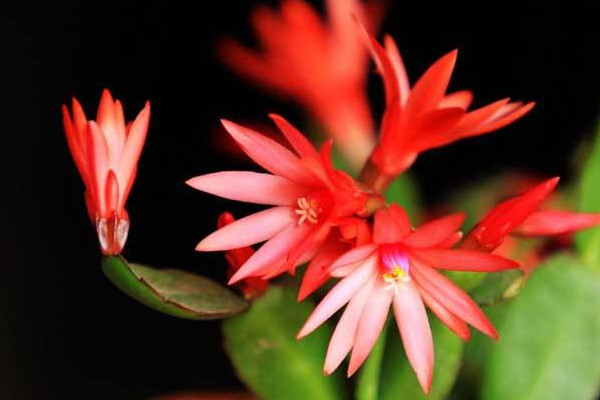 蟹爪蘭與仙人指的區(qū)別