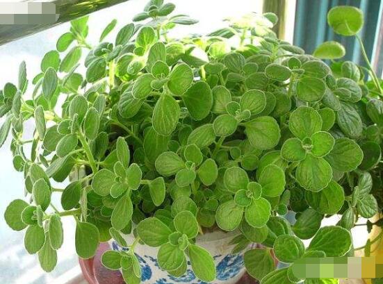 碰碰香放臥室可以嗎，可以/醒腦提神、凈化空氣、驅(qū)趕蚊蟲