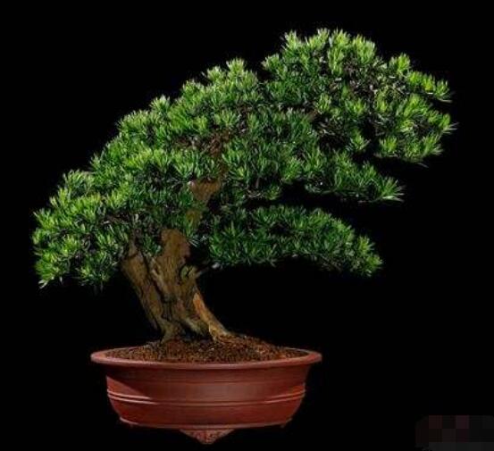 羅漢松寓意是什么，意著招財(cái)進(jìn)寶、長(zhǎng)壽吉祥(美好)