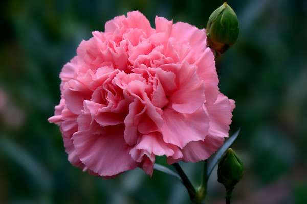 康乃馨不開(kāi)花需要修剪嗎