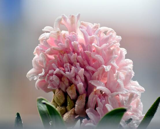 風(fēng)信子盆栽怎么種植，擇飽滿種球、露出土壤2厘米(存活最高)