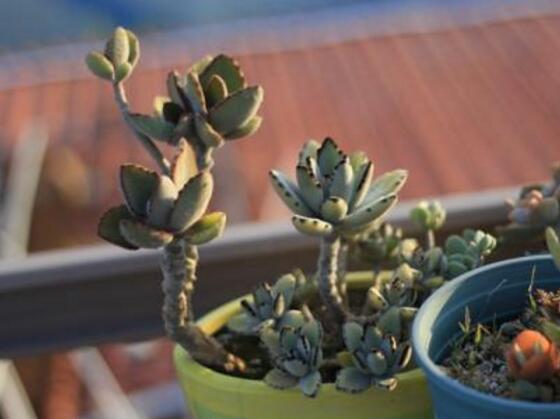 雅樂之舞常見病蟲害及防治方法，“知根知底”防治病蟲害