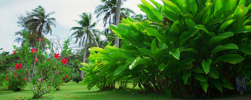 熱帶植物如何過(guò)冬