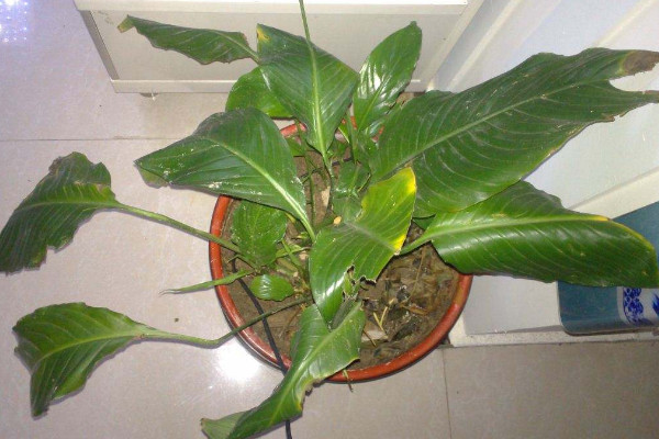 一帆風(fēng)順的葉子發(fā)黃怎么辦，調(diào)節(jié)光照和水分