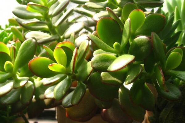 玉樹的養(yǎng)殖方法和病蟲害防治，詳細介紹四步養(yǎng)護三種病害