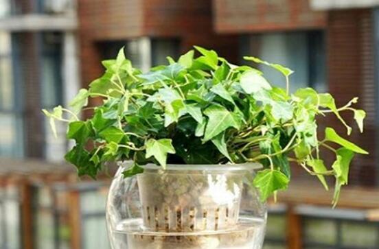 常春藤怎么養(yǎng)殖，盤(pán)點(diǎn)最簡(jiǎn)單兩種養(yǎng)殖方法(土培和水培)