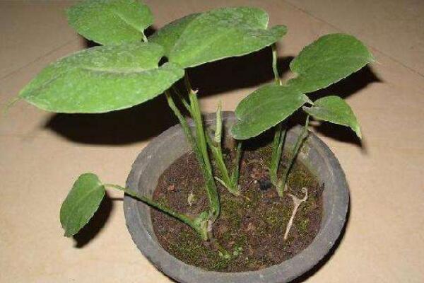 龜背竹什么時(shí)候開(kāi)背，種植半年到一年時(shí)間自然開(kāi)背