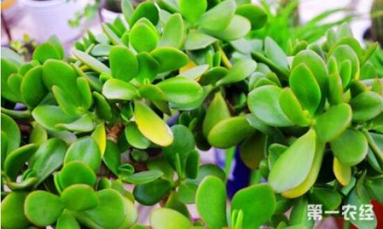 燕子掌葉子變軟怎么辦，教你最常見(jiàn)兩種解決辦法(光照與施肥)