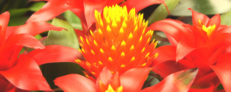 鴻運(yùn)當(dāng)頭水培養(yǎng)殖方法