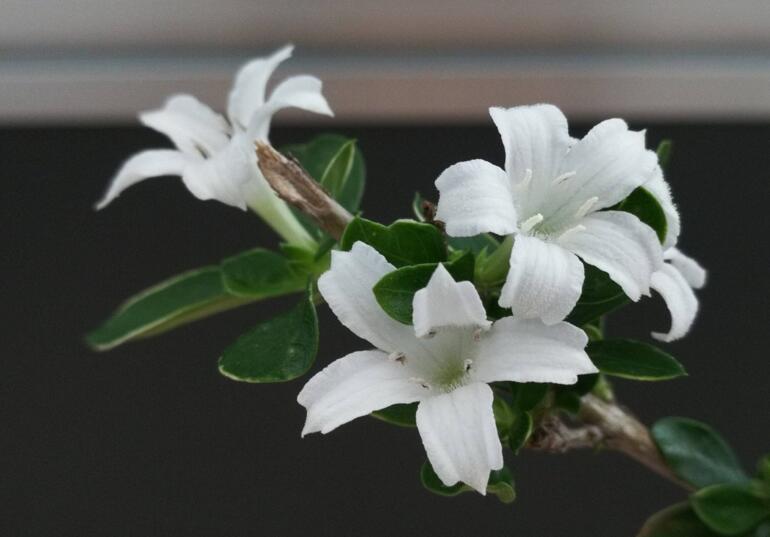 六月雪樹葉發(fā)黑怎么辦，找清原因及時救治（三種原因及解決方法）