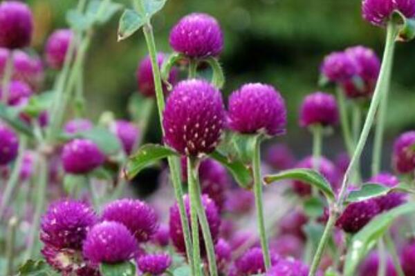 千日紅花語(yǔ)和寓意
