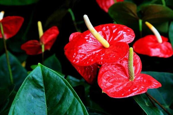 紅掌的寓意是什么，大展宏圖、火熱與希望