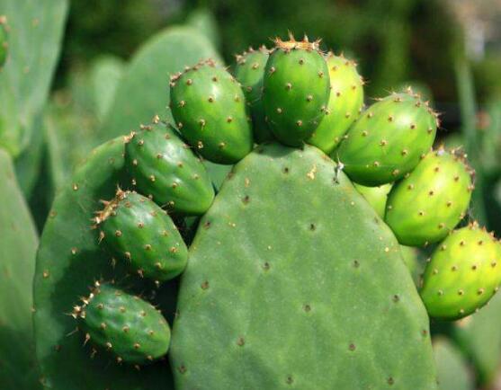 仙人掌多久開花一次，養(yǎng)殖3-5年才可開花