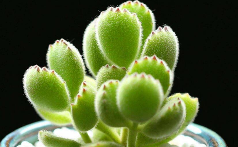 熊童子多久澆一次水，要根據(jù)季節(jié)的變化來(lái)澆水