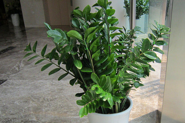 金錢樹的施肥方法和注意事項(xiàng)