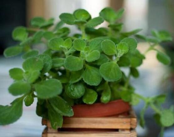 碰碰香扦插方法，教你六點步驟扦插爆盆