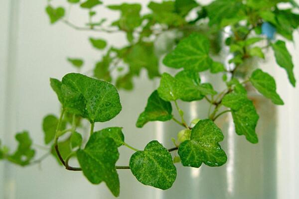 常春藤種子種植方法，必須要掌握的5個方法