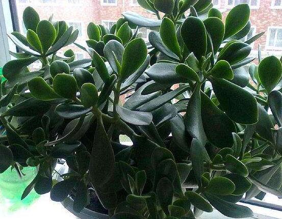 玉樹葉子發(fā)黃怎么補救，教你三種最直接有效的補救方法