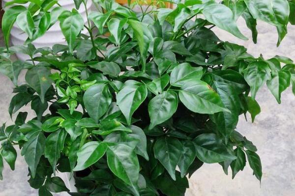 幸福樹(shù)秋天落葉怎么辦