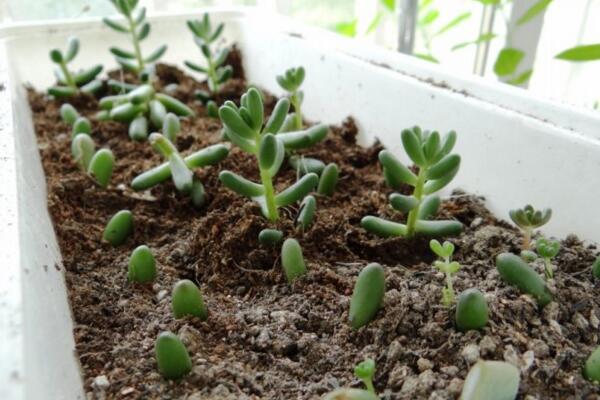 雅樂之舞扦插季節(jié)，春秋兩季繁殖成活率最高