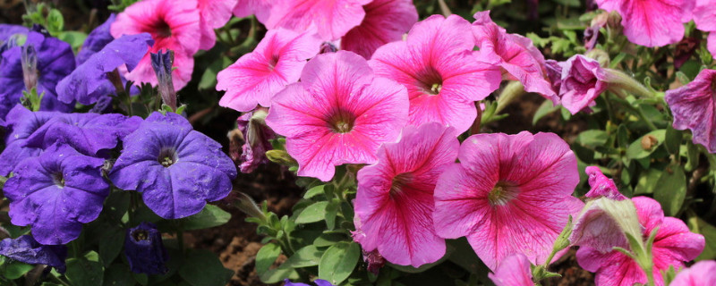 牽?；ㄒ嗌偬觳拍荛_花