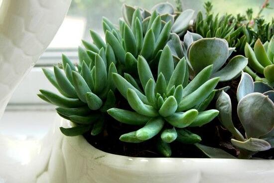 寶石花的花語是什么，代表著一種永不凋謝的愛、大富大貴