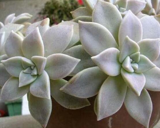 寶石花怎么澆水，不同季節(jié)不同澆水量(控水為主)