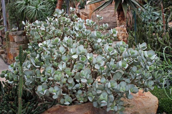 玉樹(shù)可以放在臥室嗎，不建議放在臥室