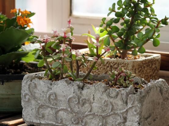 雅樂之舞怎么養(yǎng)能開花，只需要五個步驟花開爆盆