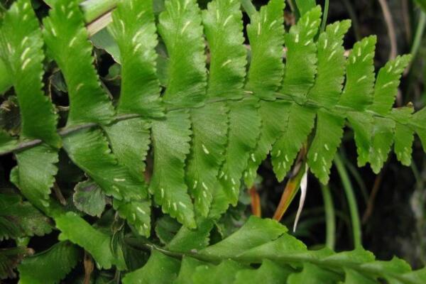 鐵角蕨怎么養(yǎng)