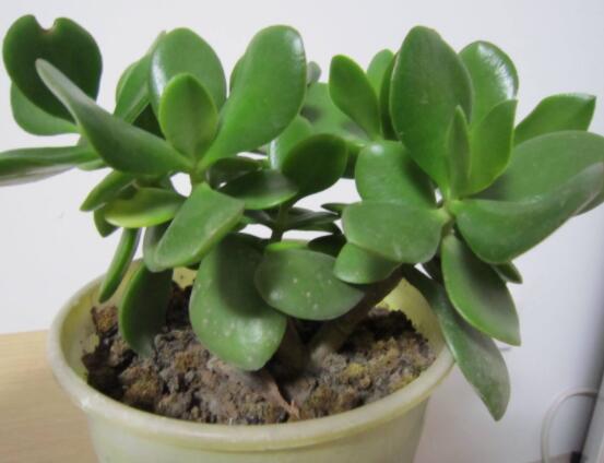 植物燕子掌有毒嗎，無毒與有毒需待進(jìn)一步科學(xué)考證(證據(jù)不足)