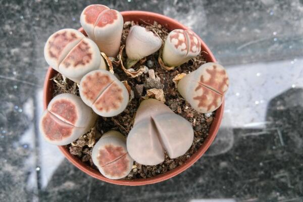 生石花繁殖方法，主要通過播種和分株兩種方法進行