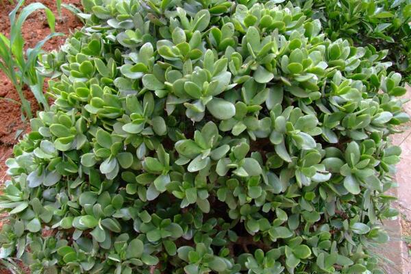 玉樹圖片，特征、習(xí)性、價(jià)值以及風(fēng)水作用