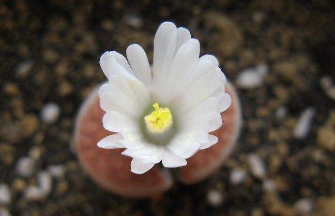 生石花用什么土最好，適宜的土壤配制