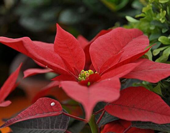 一品紅花語寓意是什么，代表著為你一路降妖除魔