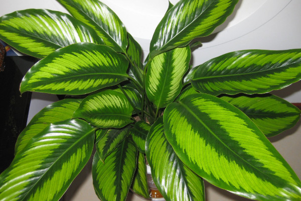 花葉萬(wàn)年青能放室內(nèi)嗎