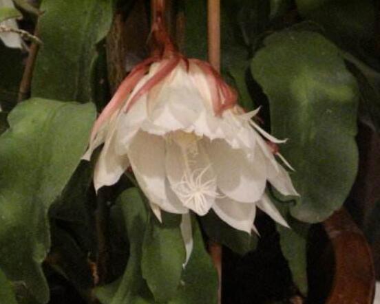 曇花多長(zhǎng)時(shí)間澆水，只需要保證盆土微濕潤(rùn)環(huán)境即可