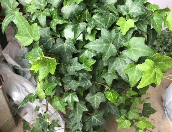 常春藤怎么養(yǎng)長得快，常春藤的養(yǎng)殖方法