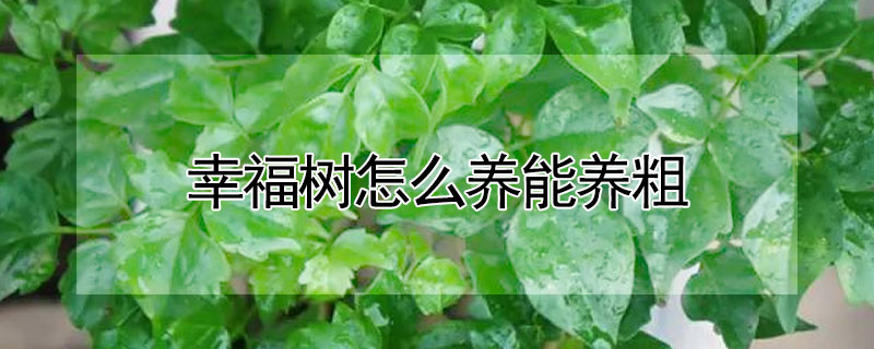 幸福樹怎么養(yǎng)能養(yǎng)粗