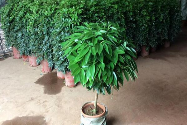 平安樹的葉子怎么養(yǎng)綠，讓葉子變綠的5大技巧