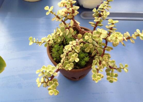 雅樂之舞葉片發(fā)皺是怎么回事，主要有三種原因造成(光照/溫度/澆水)