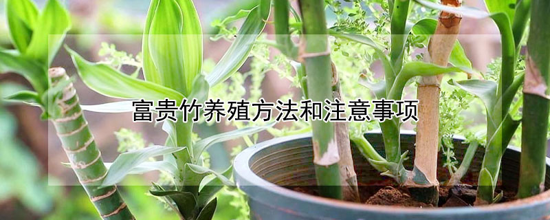 富貴竹養(yǎng)殖方法和注意事項