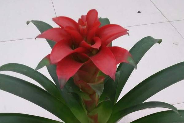 鴻運(yùn)當(dāng)頭發(fā)芽了怎么辦