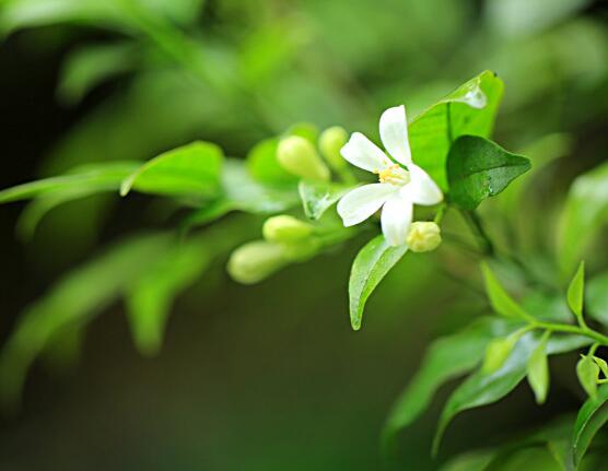 七里香和九里香的區(qū)別，教你三種區(qū)別方法(形態(tài)/生長/作用)