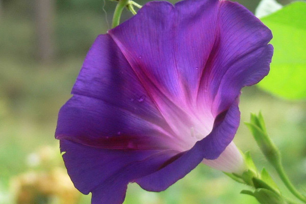 牽?；茉陉柵_(tái)上種么